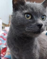 Lost Female Cat last seen Friendship Ave, Pittsburgh, PA 15224