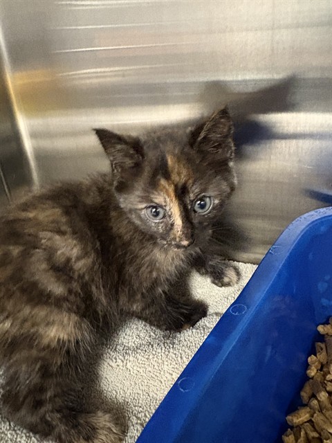 Shelter Stray Female Cat last seen Near BLOCK LOW GAP RD, Huntsville, AL 35805