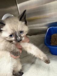Shelter Stray Female Cat last seen Near BLOCK LOW GAP RD, Huntsville, AL 35805