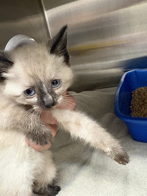 Shelter Stray Female Cat last seen Near BLOCK LOW GAP RD, Huntsville, AL 35805