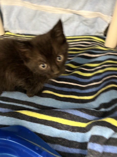 Shelter Stray Male Cat last seen Near BLOCK LOW GAP RD, Huntsville, AL 35805