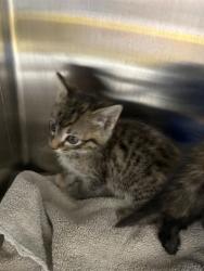 Shelter Stray Male Cat last seen Near BLOCK LOW GAP RD, Huntsville, AL 35805