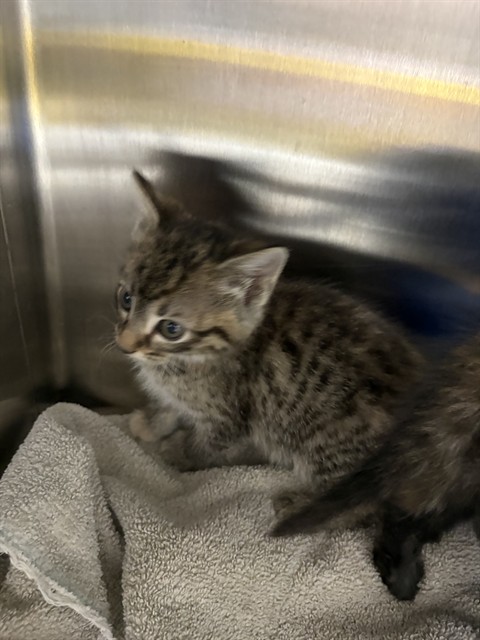 Shelter Stray Male Cat last seen Near BLOCK LOW GAP RD, Huntsville, AL 35805