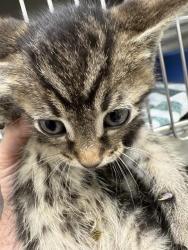 Shelter Stray Female Cat last seen Near BLOCK LOW GAP RD, Huntsville, AL 35805