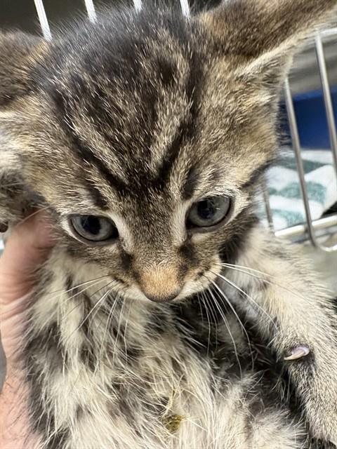 Shelter Stray Female Cat last seen Near BLOCK LOW GAP RD, Huntsville, AL 35805