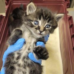 Shelter Stray Female Cat last seen Near BLOCK W 97TH AVE, Brighton, CO 80601