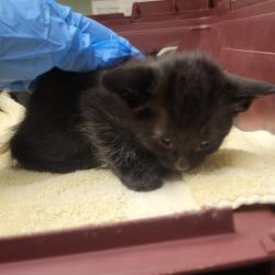 Shelter Stray Male Cat last seen Near BLOCK W 97TH AVE, Brighton, CO 80601