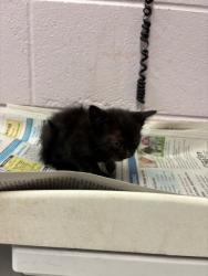 Shelter Stray Male Cat last seen KENNY RD, Jacksonville, FL 32204