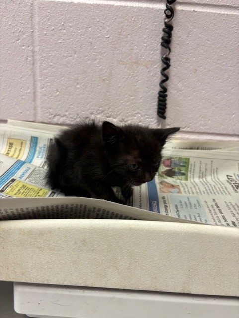 Shelter Stray Male Cat last seen KENNY RD, Jacksonville, FL 32204