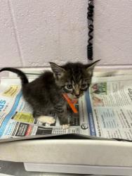 Shelter Stray Male Cat last seen KENNY RD, Jacksonville, FL 32204