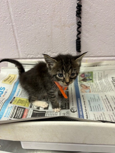 Shelter Stray Male Cat last seen KENNY RD, Jacksonville, FL 32204