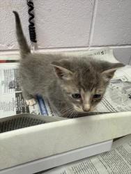 Shelter Stray Male Cat last seen KENNY RD, Jacksonville, FL 32204