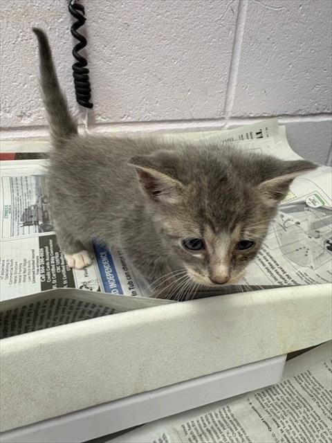 Shelter Stray Male Cat last seen KENNY RD, Jacksonville, FL 32204