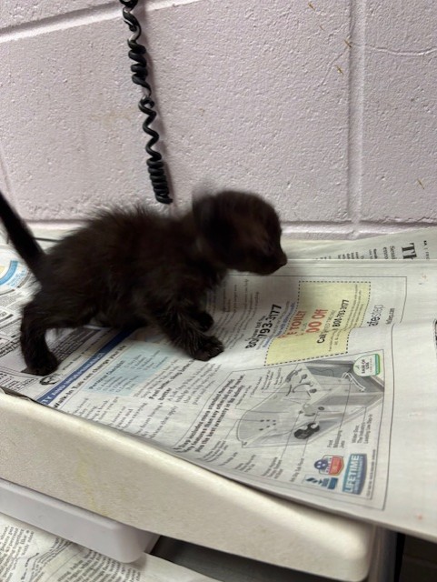 Shelter Stray Male Cat last seen KENNY RD, Jacksonville, FL 32204