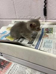 Shelter Stray Female Cat last seen KENNY RD, Jacksonville, FL 32204