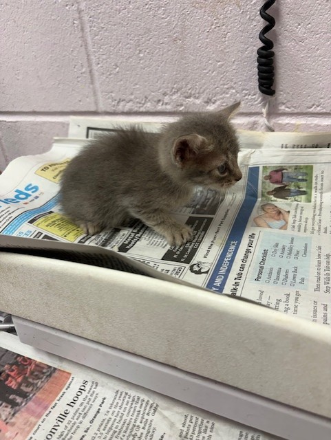 Shelter Stray Female Cat last seen KENNY RD, Jacksonville, FL 32204