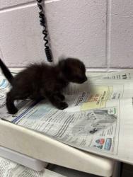Shelter Stray Female Cat last seen KENNY RD, Jacksonville, FL 32204