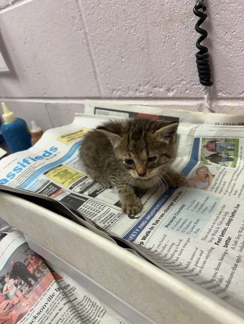 Shelter Stray Female Cat last seen KENNY RD, 2020 Forest St, Jacksonville, FL 32204, USA