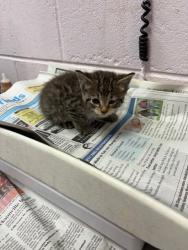 Shelter Stray Female Cat last seen KENNY RD, Jacksonville, FL 32204