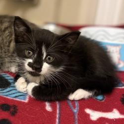Shelter Stray Male Cat last seen Near BLOCK GATE LANE BACKYARD, Jacksonville, FL 32204
