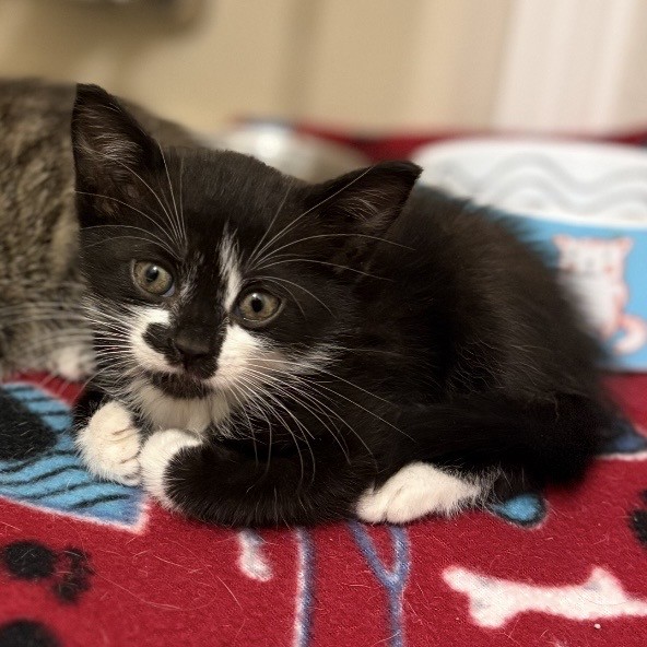 Shelter Stray Male Cat last seen Near BLOCK GATE LANE BACKYARD, Jacksonville, FL 32204