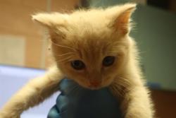 Shelter Stray Male Cat last seen Near BLOCK LIONSGARE DR, Columbia, SC 29209