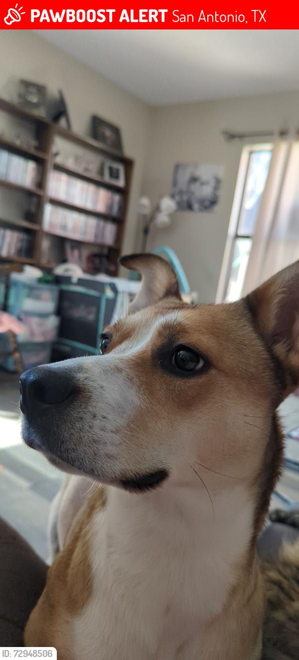 Lost Female Dog last seen Pleasant meadow, San Antonio, TX 78222