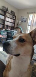 Lost Female Dog last seen Pleasant meadow, San Antonio, TX 78222
