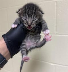 Shelter Stray Male Cat last seen NEW MARKET DR & VIA INGOGLIA ST, Sacramento, CA 95818