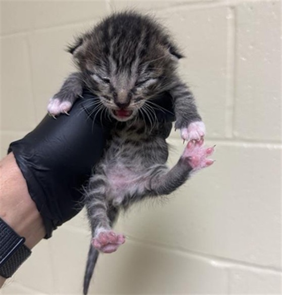 Shelter Stray Male Cat last seen NEW MARKET DR & VIA INGOGLIA ST, Sacramento, CA 95818