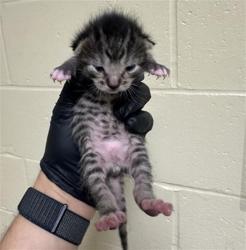 Shelter Stray Male Cat last seen NEW MARKET DR & VIA INGOGLIA ST, Sacramento, CA 95818
