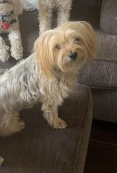 Reunited Female Dog last seen polish flute , Marana, AZ 85658