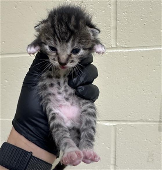 Shelter Stray Female Cat last seen NEW MARKET DR & VIA INGOGLIA ST, Sacramento, CA 95818