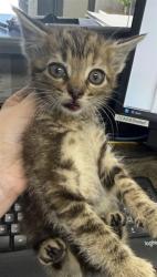 Shelter Stray Female Cat last seen AIRPORT RD, Shelby, NC 28150
