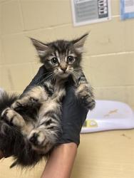 Shelter Stray Female Cat last seen TAYLOR ST & GRANGER AVE, Sacramento, CA 95818