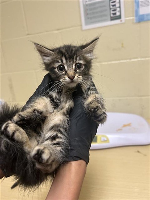 Shelter Stray Female Cat last seen TAYLOR ST & GRANGER AVE, Sacramento, CA 95818