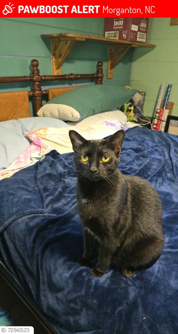 Lost Male Cat last seen Near zion road morganton nc, Morganton, NC 28655