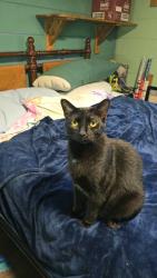Lost Male Cat last seen Near zion road morganton nc, Morganton, NC 28655