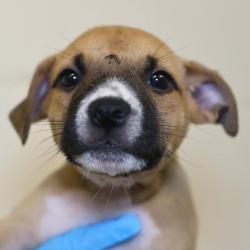 Shelter Stray Female Dog last seen OLD, San Antonio, TX 78227
