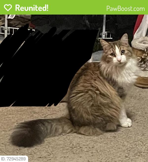 Reunited Male Cat last seen lakeview dr, shingle springs, CA, Shingle Springs, CA 95682
