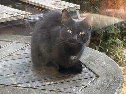 Reunited Unknown Cat last seen Dorsington Road, Solihull, England B27 7AF