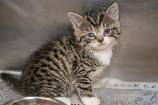 Shelter Stray Female Cat last seen CHARLOTTE, Charlotte, NC 28217