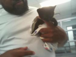 Shelter Stray Female Cat last seen CHARLOTTE, Charlotte, NC 28217