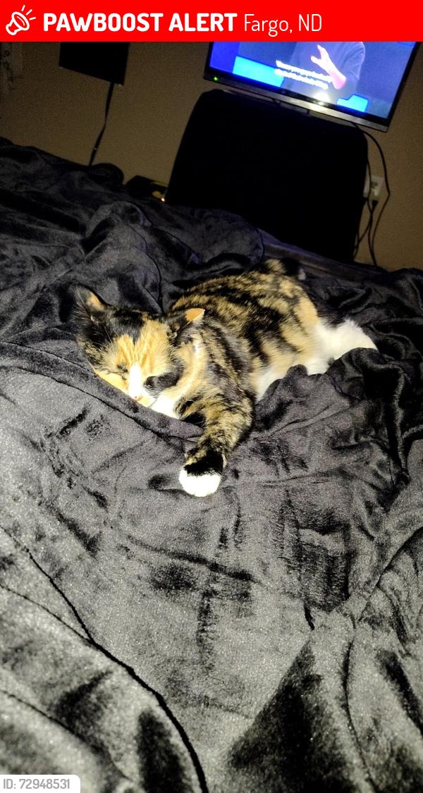 Lost Female Cat last seen 27th street close to Casey's by the bowler, Fargo, ND 58103
