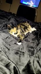 Lost Female Cat last seen 27th street close to Casey's by the bowler, Fargo, ND 58103