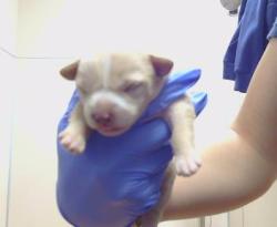 Shelter Stray Female Dog last seen SHERMAN ISLAND EAST LEVEE, 95471, Sacramento, CA 95827