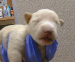 Shelter Stray Female Dog last seen SHERMAN ISLAND EAST LEVEE, 95471, Sacramento, CA 95827