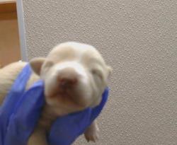 Shelter Stray Male Dog last seen SHERMAN ISLAND EAST LEVEE, 95471, Sacramento, CA 95827