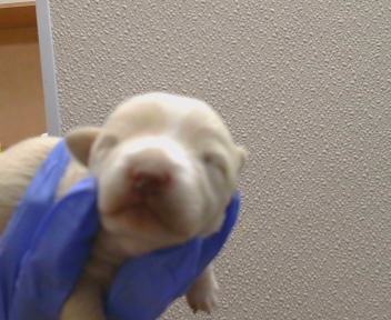 Shelter Stray Male Dog last seen SHERMAN ISLAND EAST LEVEE, 95471, Sacramento, CA 95827