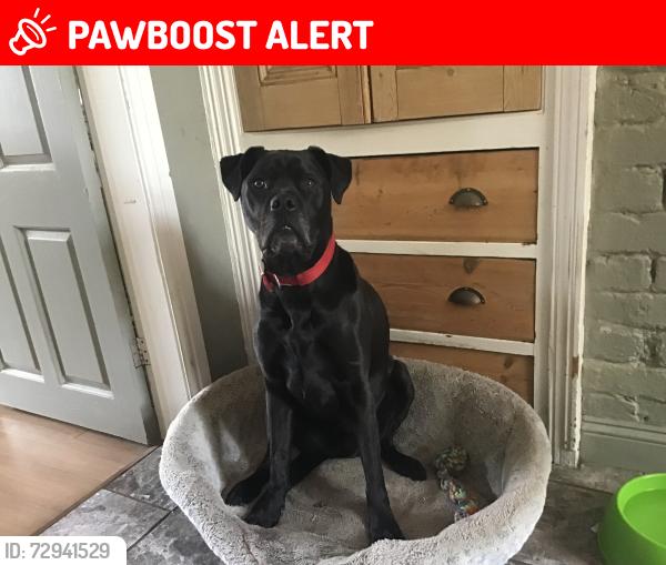 Lost Male Dog last seen River Avon, Bitton, England BS30 6HD